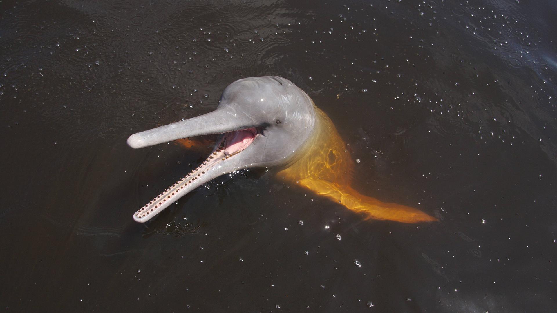 Ein Amazonas-Delfin in Rio Negro, Brasilien. Das Tier mit einer langen, schwertartigen Schnauze schaut aus dem Wasser und hat den Mund geöffnet.