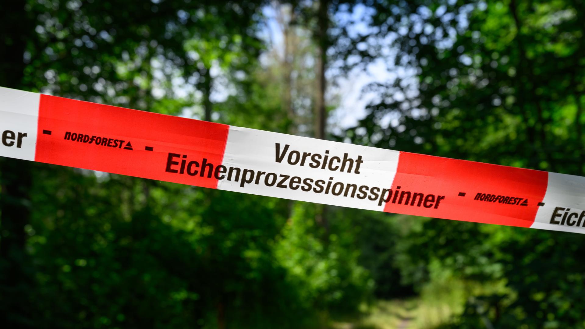 Brandenburg: Auf dem Bild ist ein Band mit der Aufschrift 'Vorsicht Eichenprozessionsspinner' zu sehen. Brandenburg: Auf dem Bild ist ein Band mit der Aufschrift 'Vorsicht Eichenprozessionsspinner' zu sehen.
