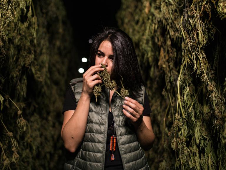 Eine Mitarbeiter der Firma CannAndes, riecht an einer Cannabispflanze, die gelagert wird. Das Unternehmen baut Cannabis für medizinische Zwecke an.