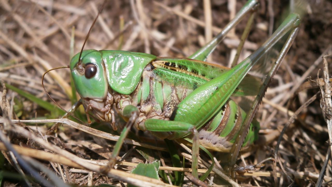 Eine Langfühlerheuschrecke, Warzenbeißer, sitzt auf vertrocknetem Gras.