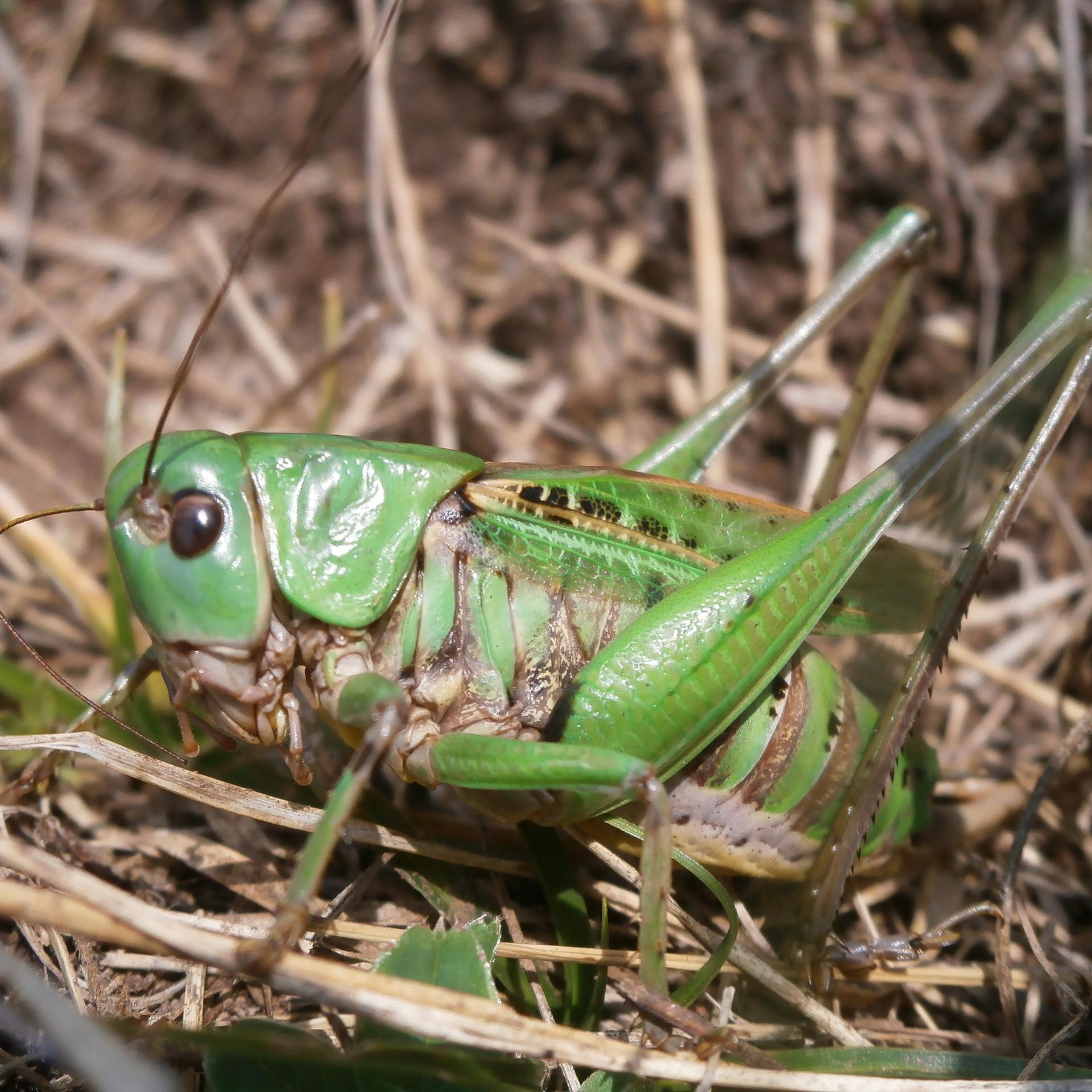Eine Langfühlerheuschrecke, Warzenbeißer,  sitzt auf vertrocknetem Gras.