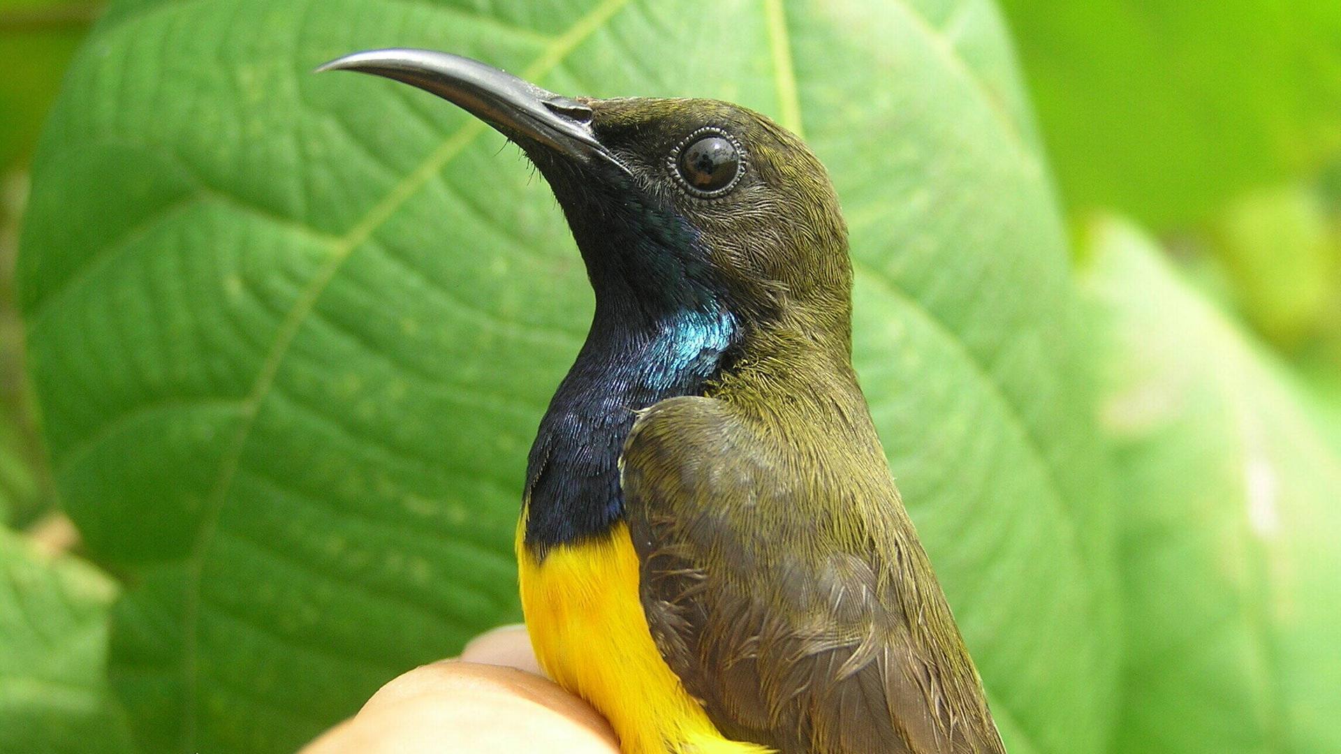 Männlicher Wakatobi-Nektarvogel. In Indonesien haben Forschende mehrere neue Arten tropischer Nektarvögel entdeckt.