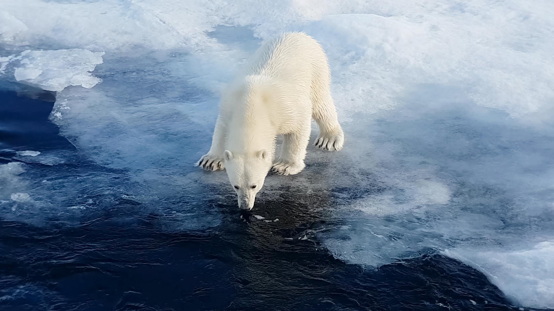 Ein Eisbär steht am Rand einer schmelzenden Eisscholle und schaut auf das Wasser herunter.