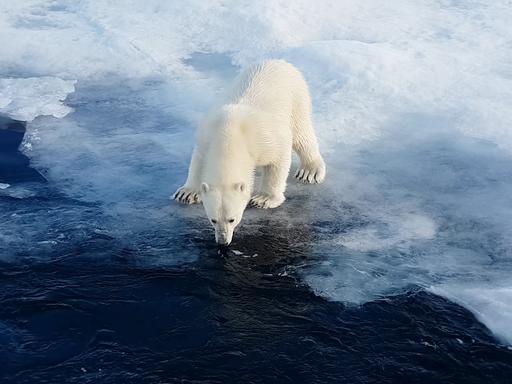 Ein Eisbär steht am Rand einer schmelzenden Eisscholle und schaut auf das Wasser herunter.