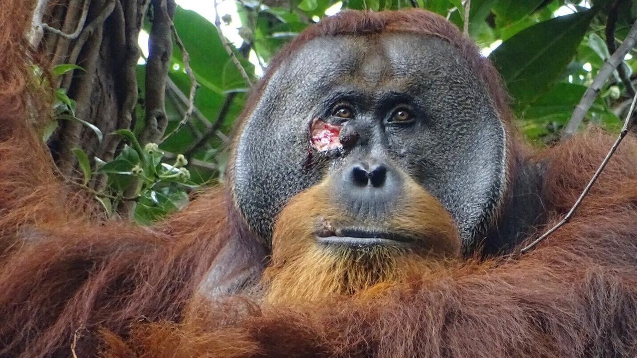 Orangutan liar menyembuhkan luka dengan tanaman obat