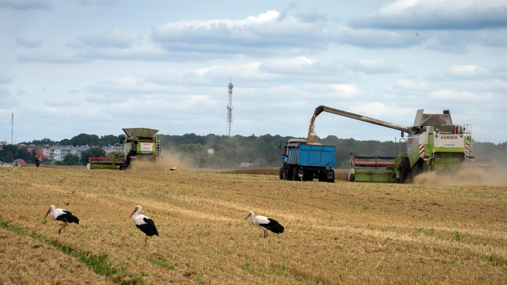 Störche laufen vor Erntemaschinen auf einem Weizenfeld. Störche laufen vor Erntemaschinen auf einem Weizenfeld.
