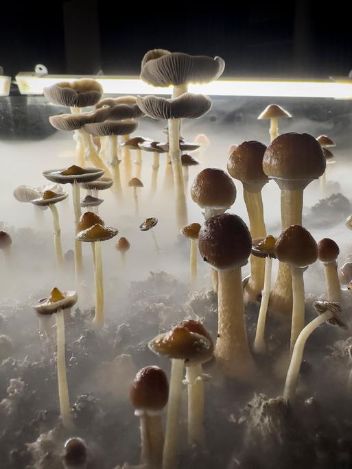 Psilocybin Pilze wachsen in einer befeuchteten „Fruchtkammer“ unter einer künstlichen Lampe, zur Ernte bereit. Studien deuten darauf hin das Psilocybin Pilze ("magic mushrooms") vielversprechend sind bei der Bekämpfung von Depressionen.
Psilocybin Pilze wachsen in einer befeuchteten „Fruchtkammer“ unter einer künstlichen Lampe, zur Ernte bereit. Studien deuten darauf hin das Psilocybin Pilze ("magic mushrooms") vielversprechend sind bei der Bekämpfung von Depressionen.