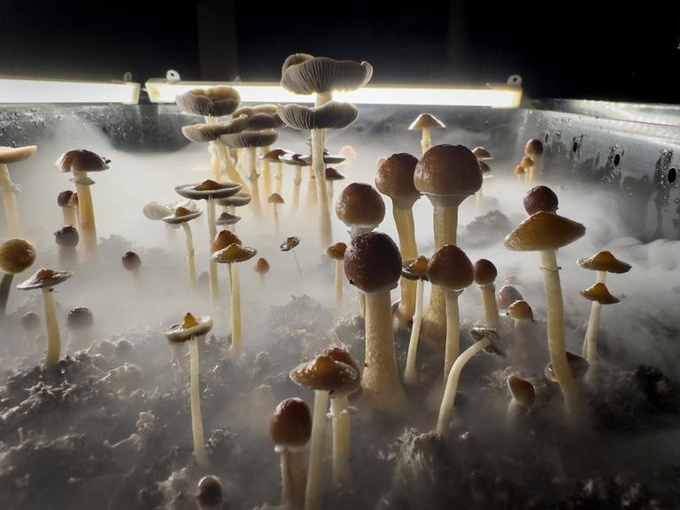 Psilocybin Pilze wachsen in einer befeuchteten „Fruchtkammer“ unter einer künstlichen Lampe, zur Ernte bereit. Studien deuten darauf hin das Psilocybin Pilze ("magic mushrooms") vielversprechend sind bei der Bekämpfung von Depressionen.
Psilocybin Pilze wachsen in einer befeuchteten „Fruchtkammer“ unter einer künstlichen Lampe, zur Ernte bereit. Studien deuten darauf hin das Psilocybin Pilze ("magic mushrooms") vielversprechend sind bei der Bekämpfung von Depressionen.
