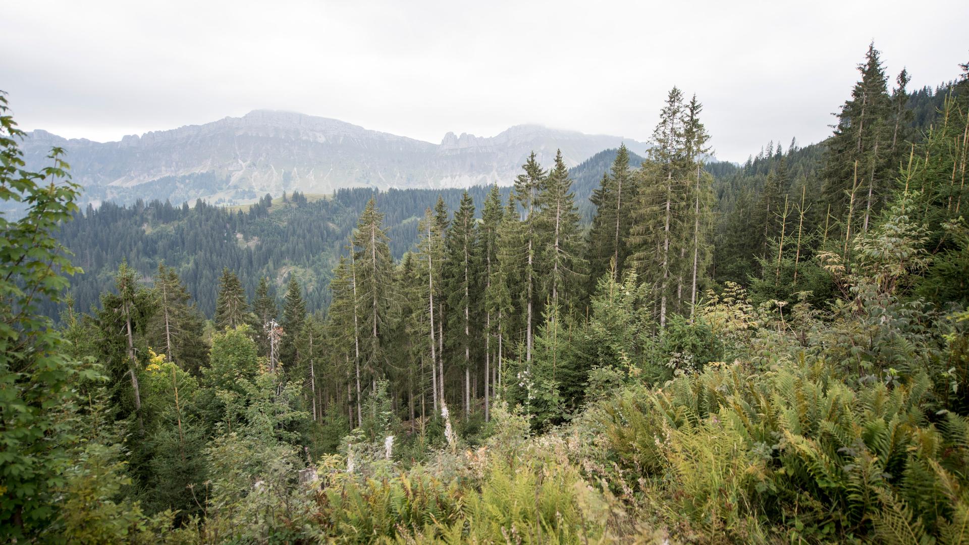 Der neue Schutzwald im Vordergrund und der bestehende Schutzwald in Hintergrund, dies in einem Schadengebiet des Orkans Lothar vom Jahr 1999 im Gebiet Hilfernthal in der Gemeinde Escholzmatt-Marbach im Kanton Luzern.