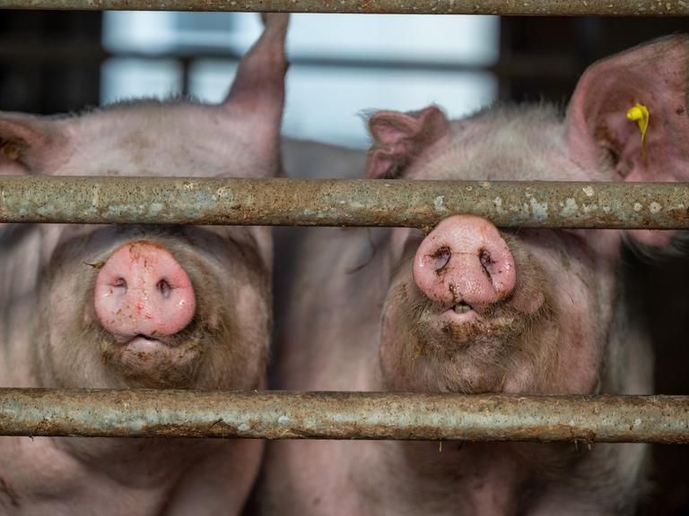 Mastschweine schnuppern zwischen Eisenstangen auf dem Dennerhof in der Vulkaneifel hindurch. 