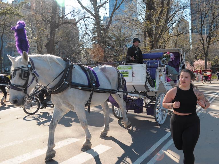 Im Central Park in New York in den USA läuft eine Joggerin an einer Pferdekutsche vorbei. 