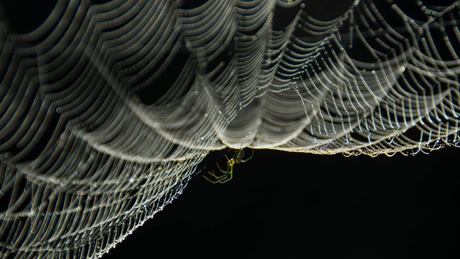 Eine Spinne hängt kopfüber in ihrem Netz