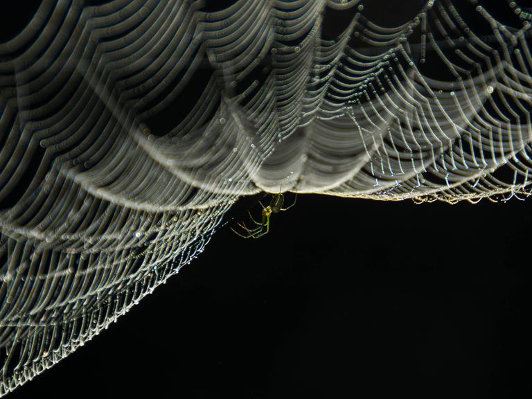 Eine Spinne hängt kopfüber in ihrem Netz