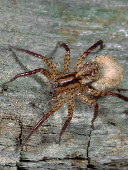 Eine Spinne sitzt auf der Borke eines Baums.