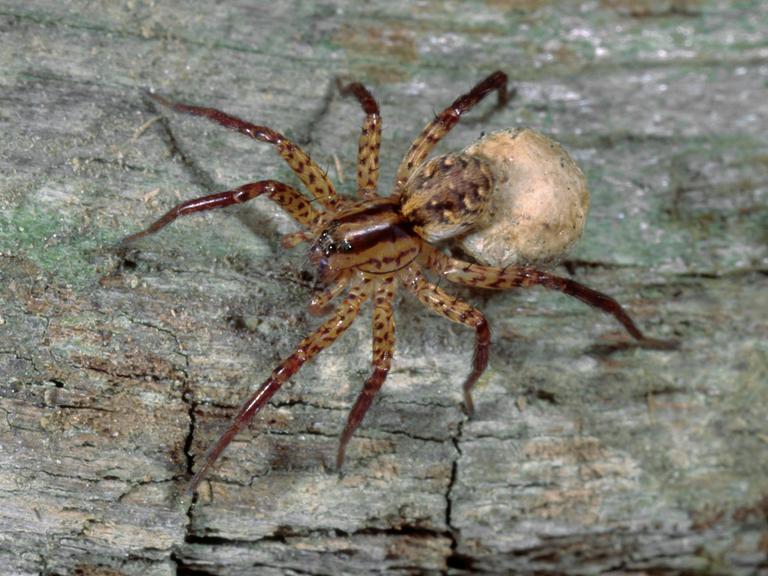 Eine Spinne sitzt auf der Borke eines Baums.