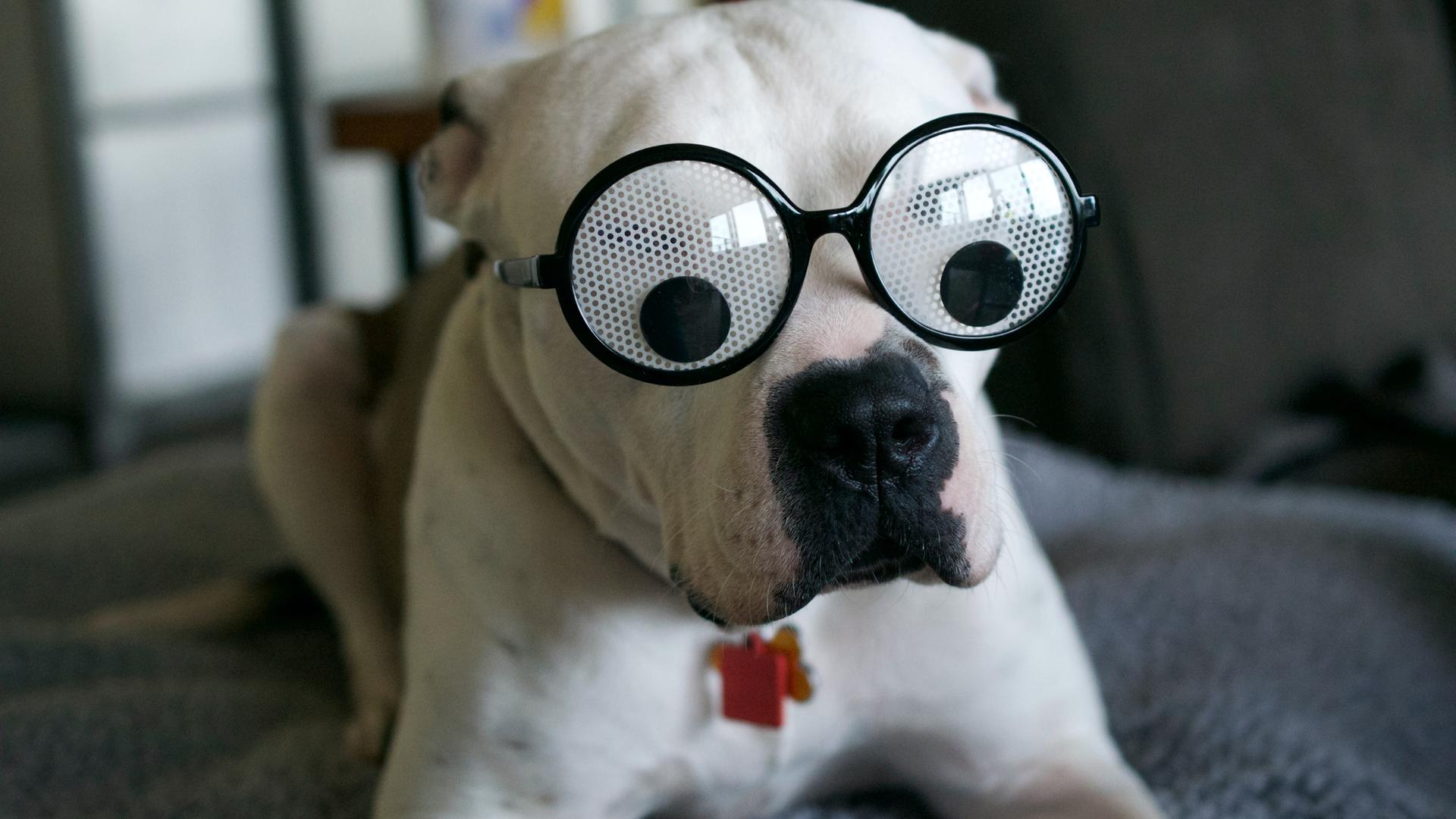 Ein großer heller Hund mit einer Glubschaugenbrille auf der Schnauze