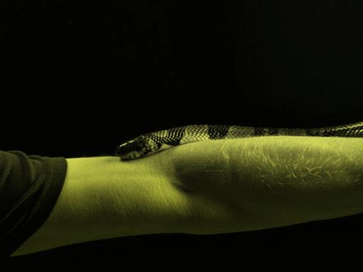 Porträt von Tim Friede, um dessen ausgestreckten Arm sich eine Wasserkobra schlängelt.