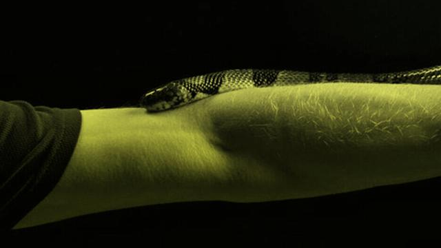 Porträt von Tim Friede, um dessen ausgestreckten Arm sich eine Wasserkobra schlängelt.