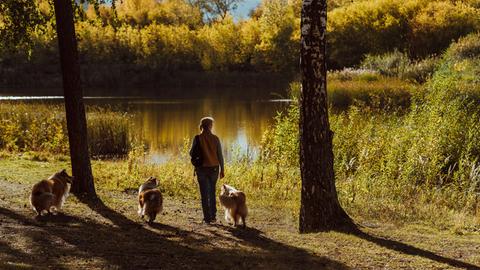 Eine Frau geht mit drei Collies am Seeufer in Nowosibirsk entlang.