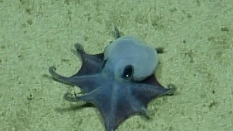 Eine Aufnahme eines winzigen blauen Oktopus, der auf eine Handfläche passen würde. 