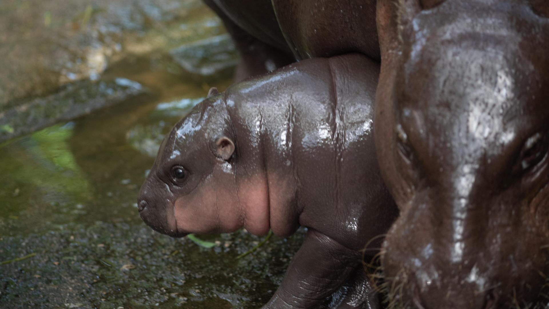 Mini-Flusspferd Moo Deng aus Thailand