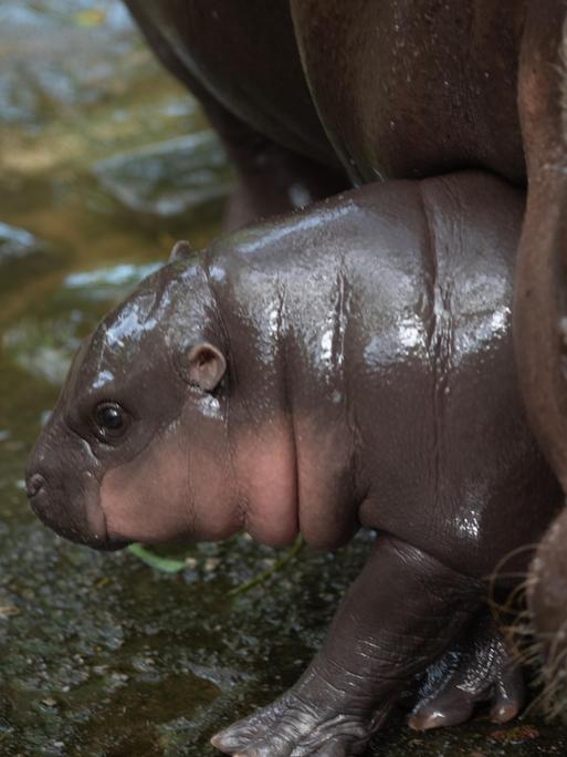 Mini-Flusspferd Moo Deng aus Thailand