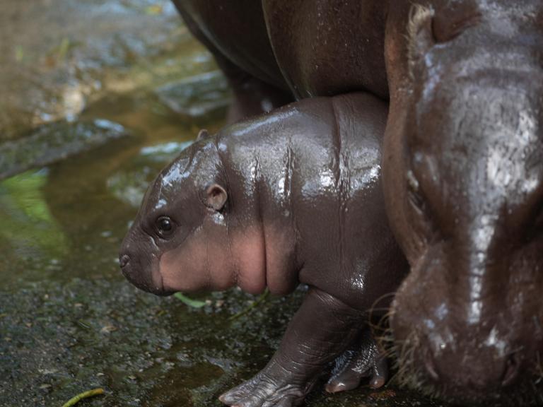 Mini-Flusspferd Moo Deng aus Thailand