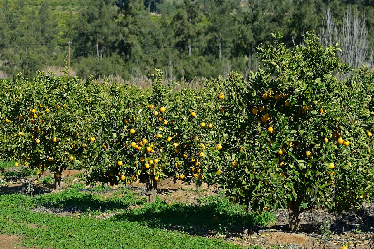 Orangenbäume auf einer Plantage in Südafrika