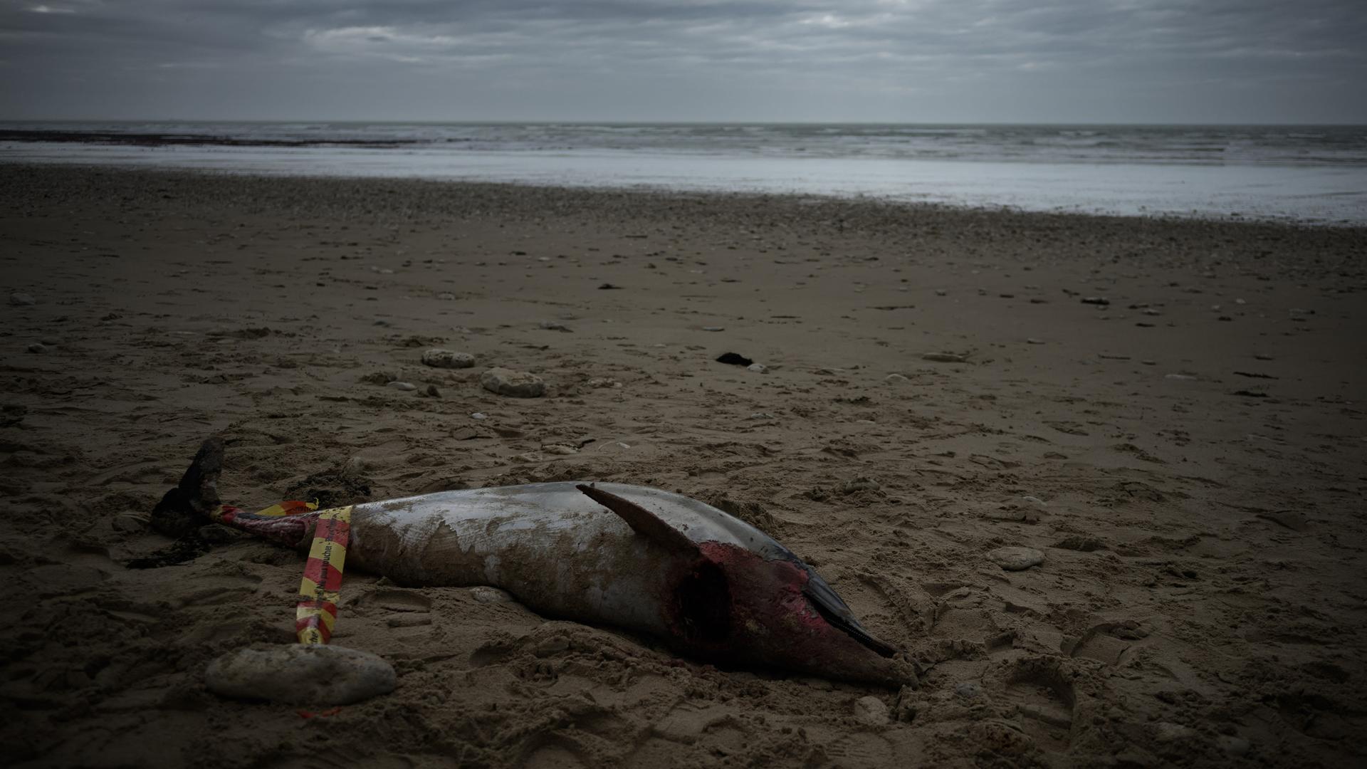 Ein toter Delfin liegt am Strand. Ein toter Delfin liegt am Strand.