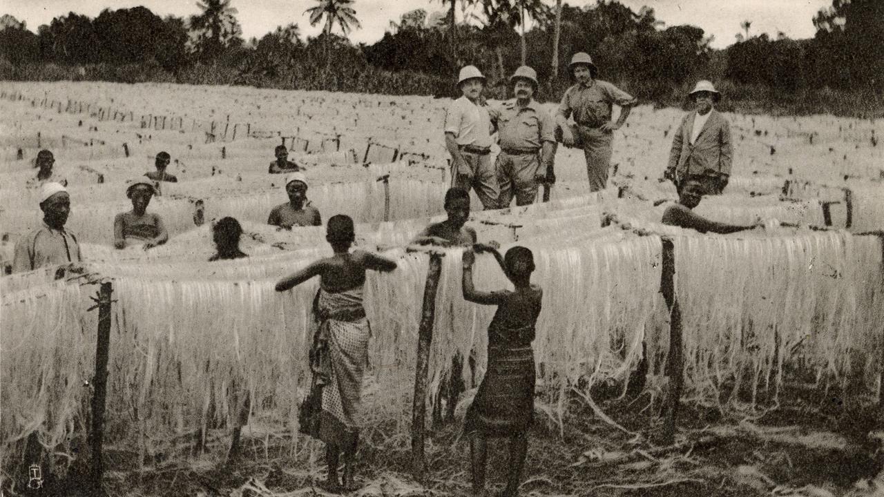 Das Schwarz-Weiß-Bild einer Sisal-Plantage in Tansania. Im Feld stehen schwarze Arbeitskräfte, die die agavenartigen Sisal-Fasern bearbeiten. Unweit davon steht eine Gruppe Weißer in Tropenkleidung, die die Arbeit anscheinend überwacht.