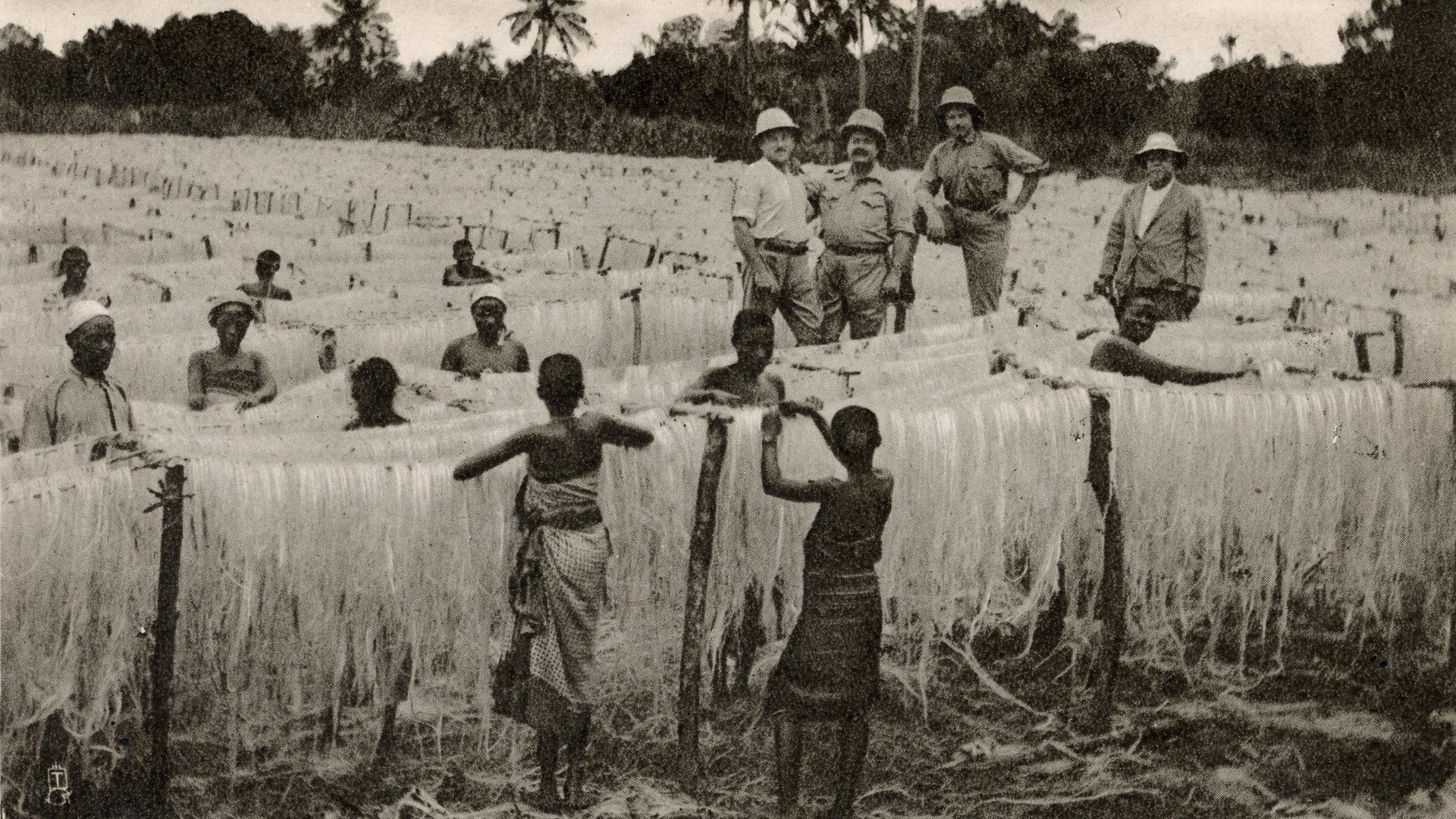 Das Schwarz-Weiß-Bild einer Sisal-Plantage in Tansania. Im Feld stehen schwarze Arbeitskräfte, die die agavenartigen Sisal-Fasern bearbeiten. Unweit davon steht eine Gruppe Weißer in Tropenkleidung, die die Arbeit anscheinend überwacht.