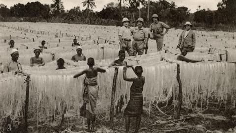 Das Schwarz-Weiß-Bild einer Sisal-Plantage in Tansania. Im Feld stehen schwarze Arbeitskräfte, die die agavenartigen Sisal-Fasern bearbeiten. Unweit davon steht eine Gruppe Weißer in Tropenkleidung, die die Arbeit anscheinend überwacht.