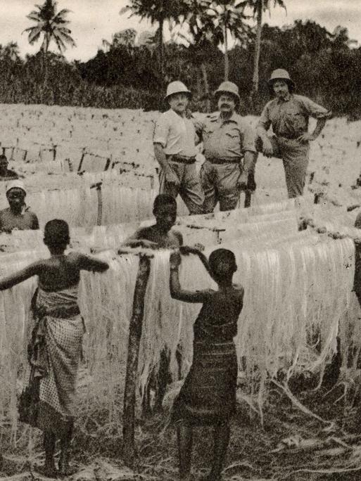 Das Schwarz-Weiß-Bild einer Sisal-Plantage in Tansania. Im Feld stehen schwarze Arbeitskräfte, die die agavenartigen Sisal-Fasern bearbeiten. Unweit davon steht eine Gruppe Weißer in Tropenkleidung, die die Arbeit anscheinend überwacht.