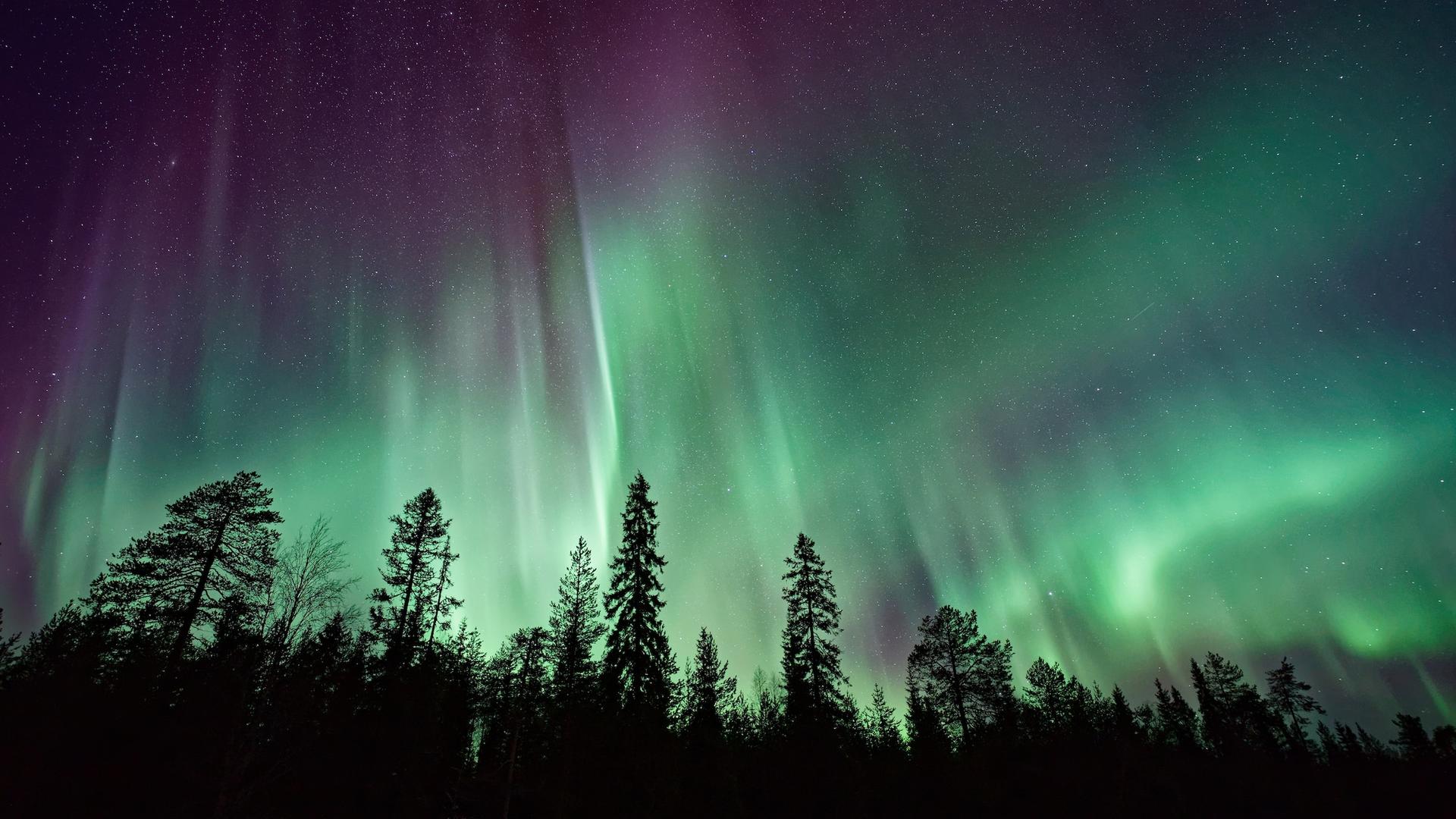 Tannen ragen in den Nachthimmel, am Himmel sind grüne Streifen, Nordlichter.