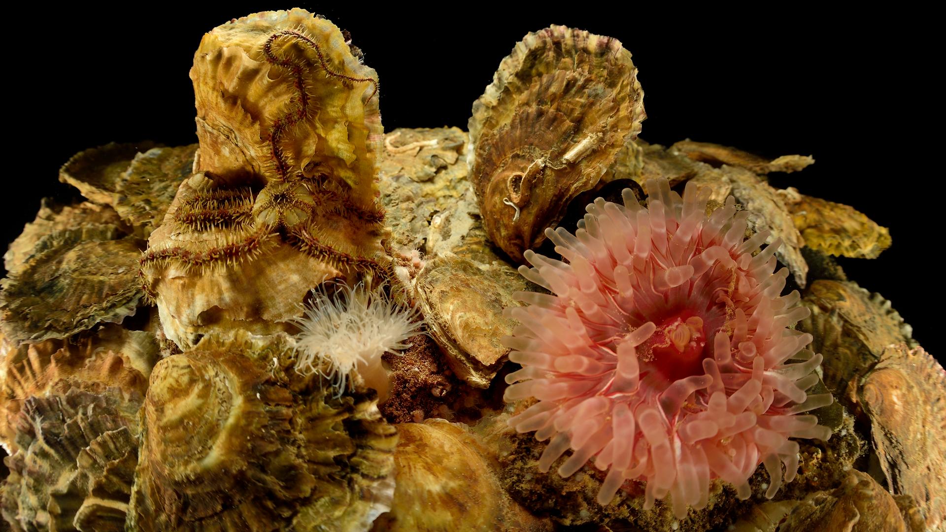 Europäische Auster (Ostrea edulis)
