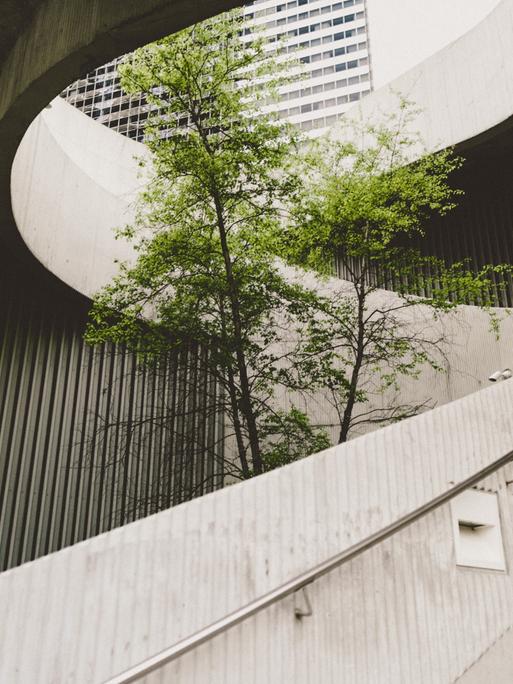Ein grüner Baum steht im Zentrum einer Wendeltreppe aus grauem Beton.