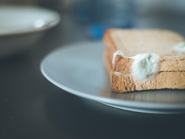 Zwei sind verschimmelt: die restlichen Toastscheiben in der Packung lassen sich eventuell noch essen