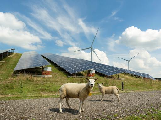 Schafe stehen in der Nähe von Solarpanelen in einem Solarpark, im Hintergrund sind Windräder
