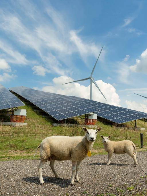 Schafe stehen in der Nähe von Solarpanelen in einem Solarpark, im Hintergrund sind Windräder