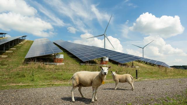 Schafe stehen in der Nähe von Solarpanelen in einem Solarpark, im Hintergrund sind Windräder