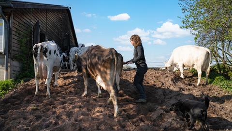 Milchkühe werden von einer junger Landwirtin abends zum Melken in den Stall getrieben.