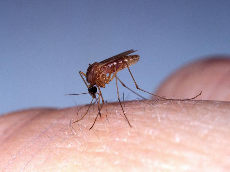 Großaufnahme einer Stechmücke, die auf menschlicher Haut sitzt.