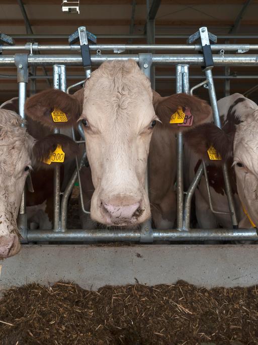 Milchkühe am Fressgitter in einem modernen Laufstall, Bayern, Deutschland, Europa