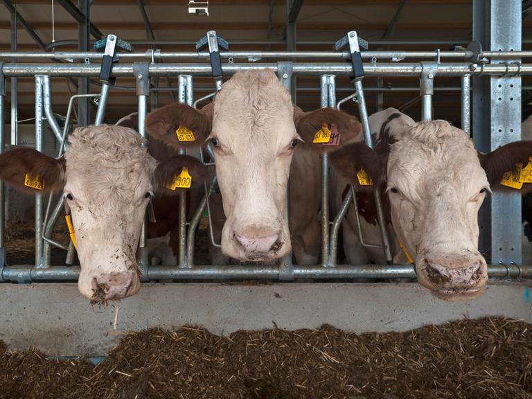 Milchkühe am Fressgitter in einem modernen Laufstall, Bayern, Deutschland, Europa