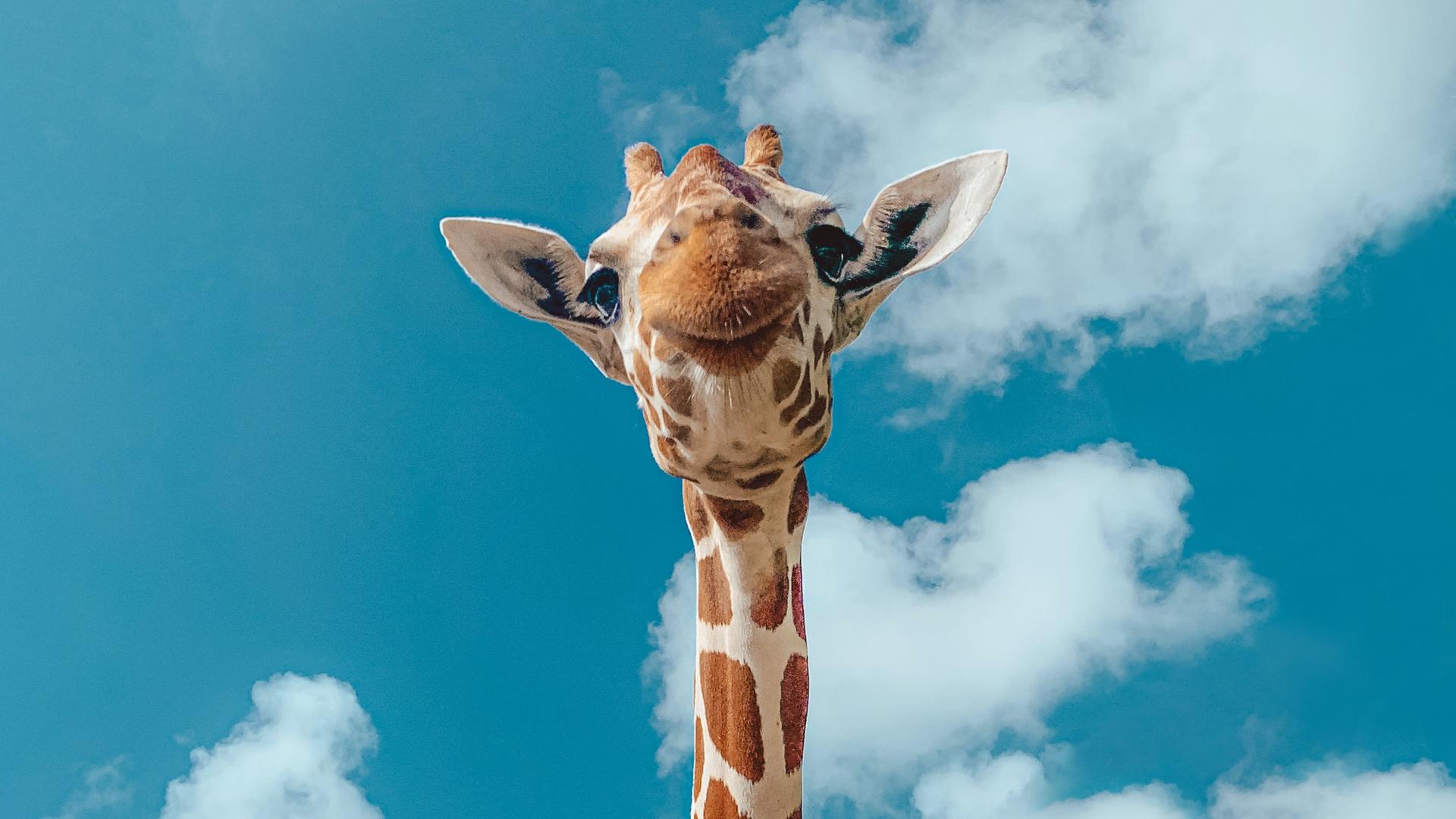 Frontale Aufnahme einer Giraffe mit blauem Himmel im Hintergrund.