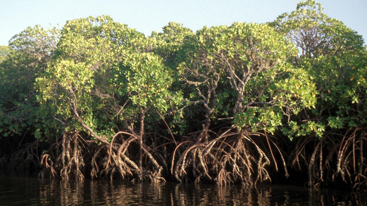 Mangroven am Ufer eines Flusses auf Lamu, Bildnummer: 51247915  Datum: 11.12.2004  Copyright: imago/Volker Preußer