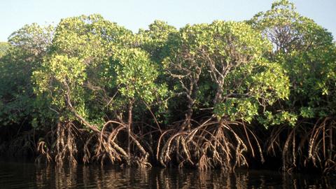 Mangroven am Ufer eines Flusses auf Lamu, Bildnummer: 51247915  Datum: 11.12.2004  Copyright: imago/Volker Preußer