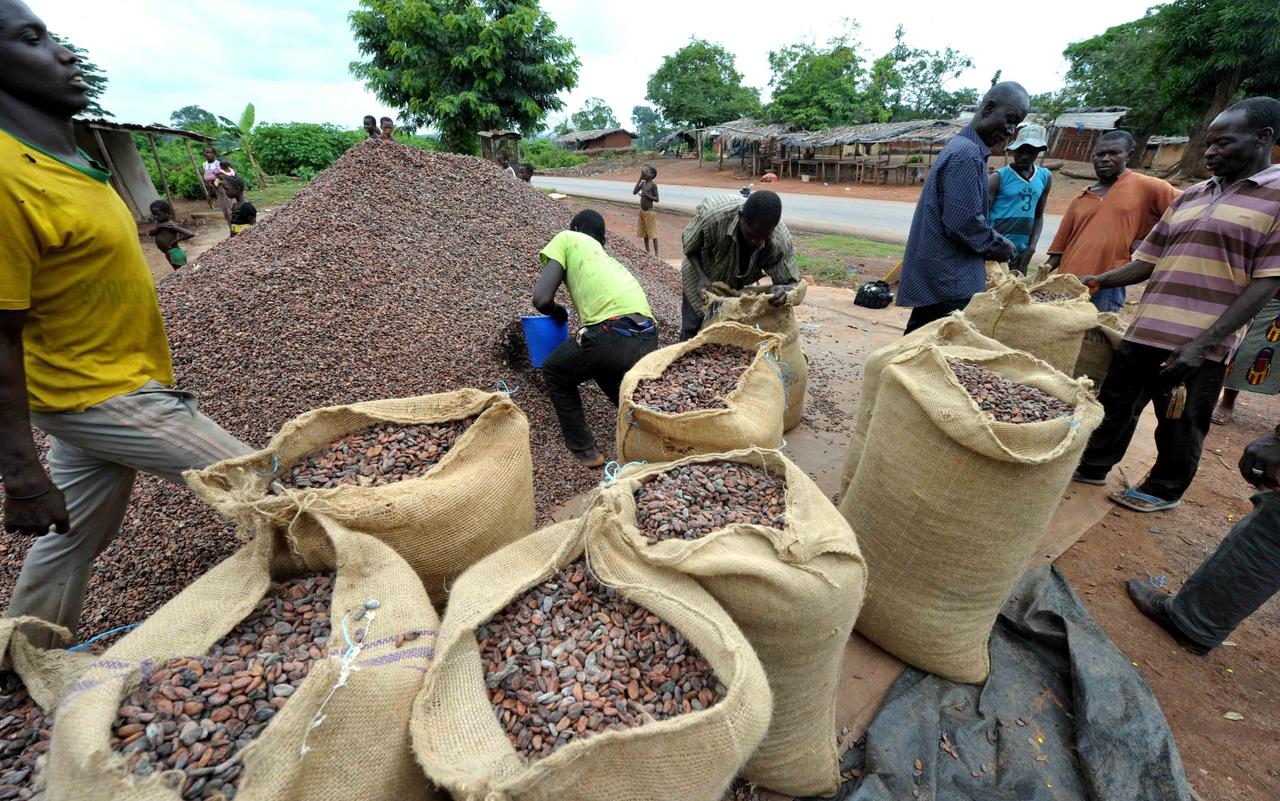 Kakaobohnen werden zum Transport in Jutesäcke verpackt 