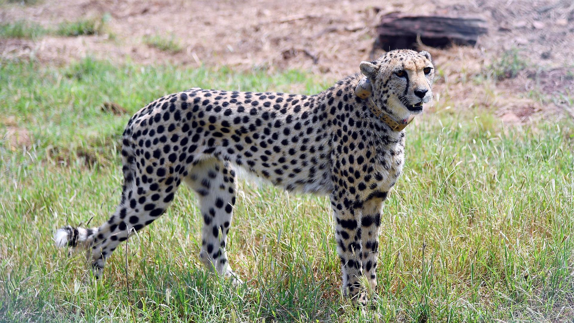 Ein Gepard im Kuno-Nationalpark in Indien.