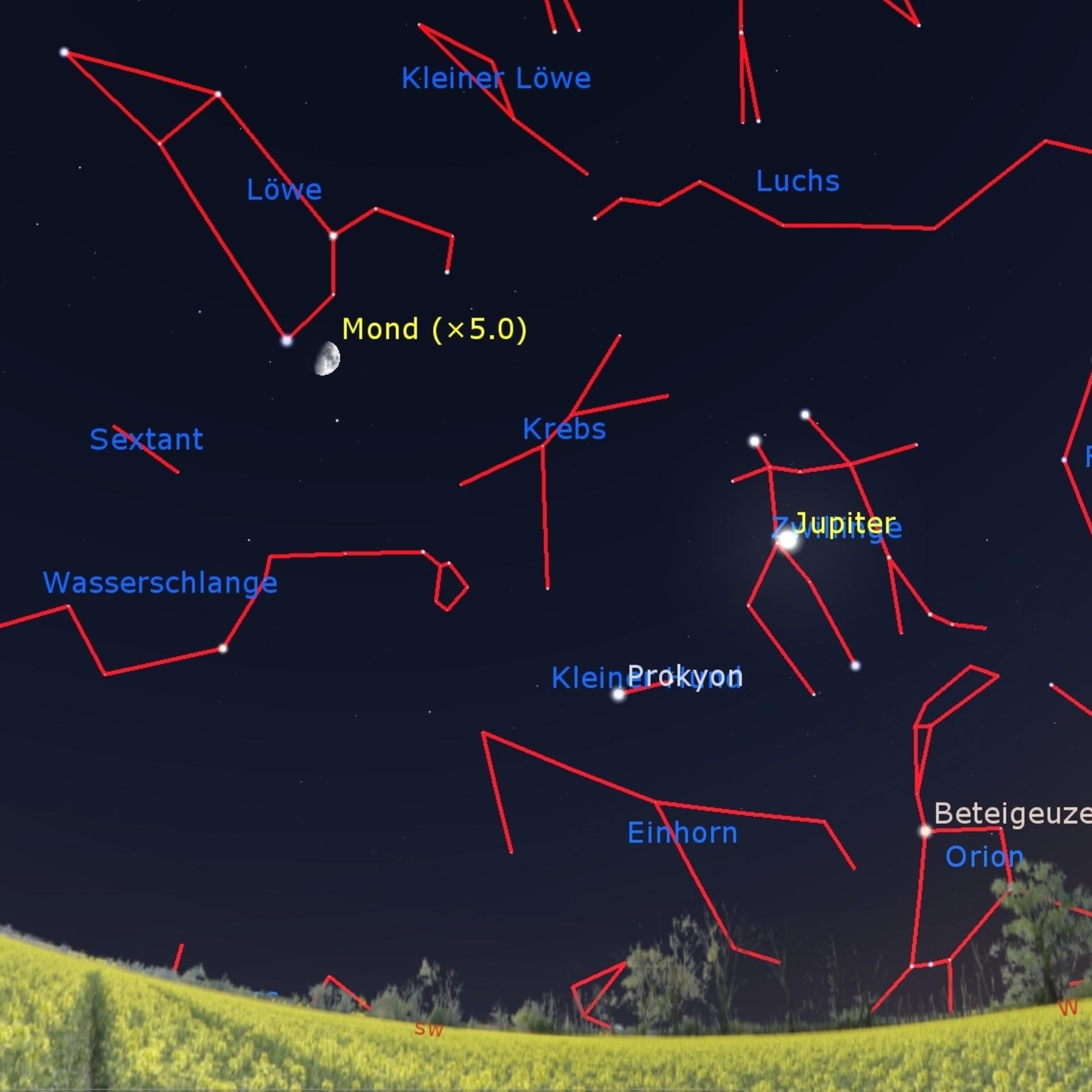 Tag des Baumes - Mondbäume wachsen gut